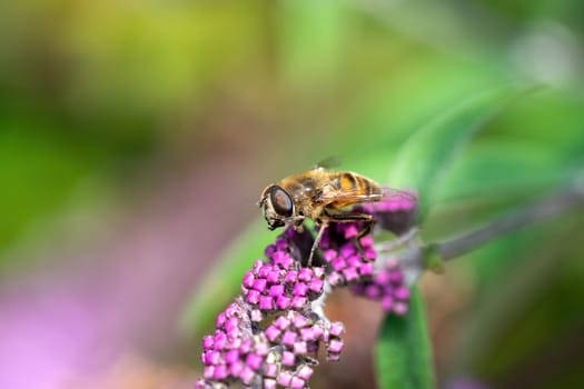 Macro shot of a hoverfly on a pink flower in nature