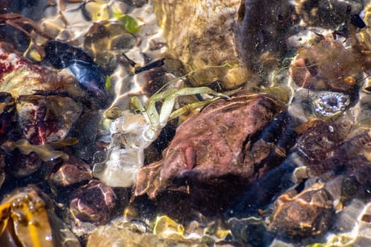 Close up of pebbles and shells in the sea water as a background