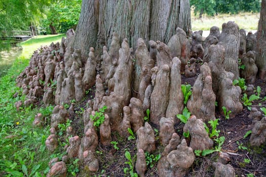 pneumatophors roots of bald cypress tree with old tree trunk