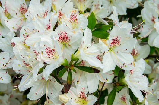 A bouquet of blooming white alstroemeria flowers. Liliales flowers. White flower petals. Bride's wedding bouquet. The beauty of nature. Background image for mockup.