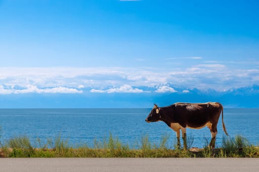 black cow with white belly walking along the road in front of lake with mountain range on the horizon at sunny summer day