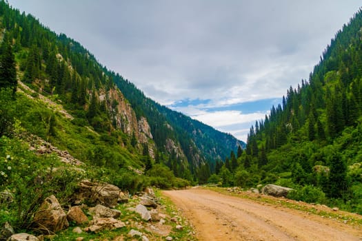 dirt road at cloudy summer day in mountains with spruce forest on slopes.