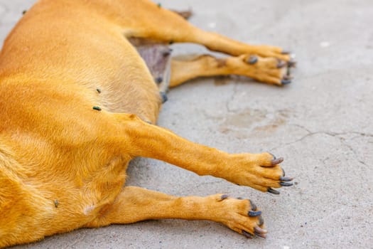 dead dog corpse on its side the ground with flies over