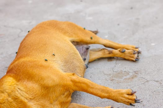 dead dog corpse on its side the ground with flies over