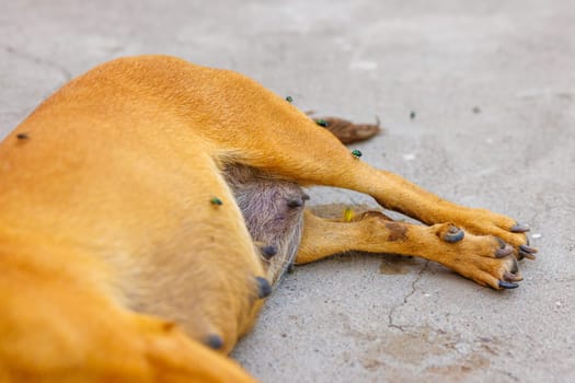 dead dog corpse on its side the ground with flies over