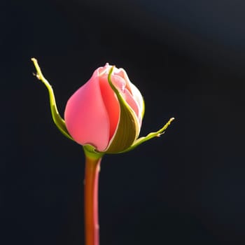 A delicate pink rosebud stands poised on its slender stem, surrounded by fresh green leaves. The dark background highlights the flower's soft colors and intricate details during twilight.