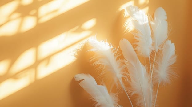 white feathers on a yellow wall with sunlight . copy space