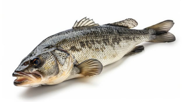 Large fish lying on a white surface with open mouth