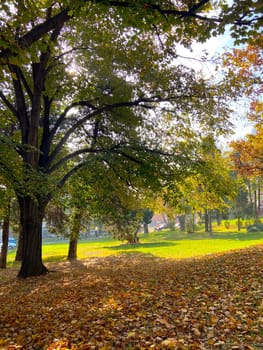 Autumn park in October on a sunny day, path with red maple leaves and oaks background. Beautiful bright natural landscape in the park, seasons, golden autumn season, invitation to walk.