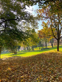 Fall city landscape. Fall trees in sunny fall park lit by sunshine and fallen maple leaves on the foreground. Fall city park scene