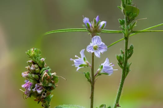 Germander Speedwell - Veronica chamaedrys flowers against blurred background