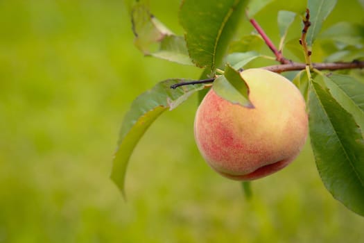 A perfectly ripe peach is hanging gracefully from a sturdy branch, surrounded by vibrant and lush green leaves