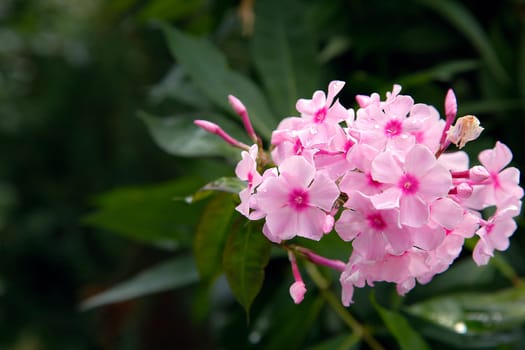 A lovely bouquet of charming pink phlox with dew drops elegantly surrounded by lush and bright green leaves in nature