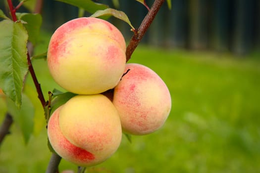 A detailed close-up photo of ripe peaches on a thin tree branch surrounded by lush green leaves on a grass background