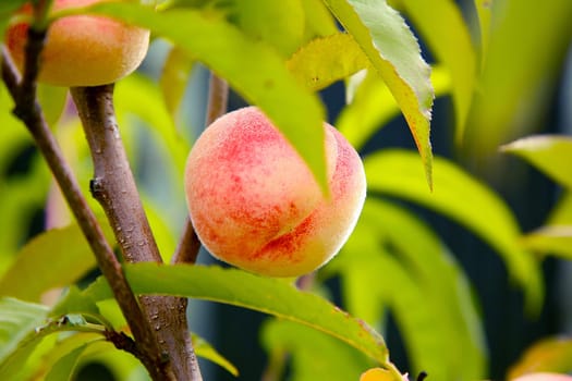 A beautifully vibrant peach fruit is hanging delicately on a lush green tree branch in the warm sunlight