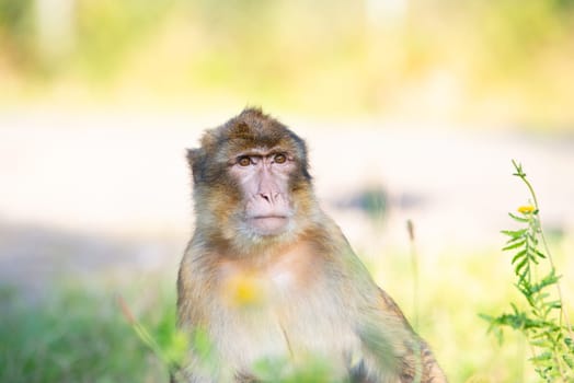 Barbary macaque ape, rhesus monkey, wildlife of North Africa, habitat jungle