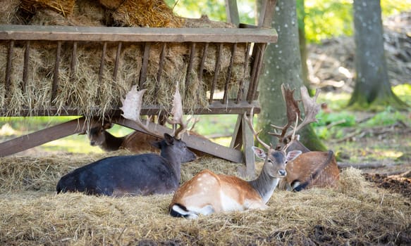 Red deer stag with antlers in autumn on a meadow, black forest in Germany, wildlife in the woodland, hay in the manger
