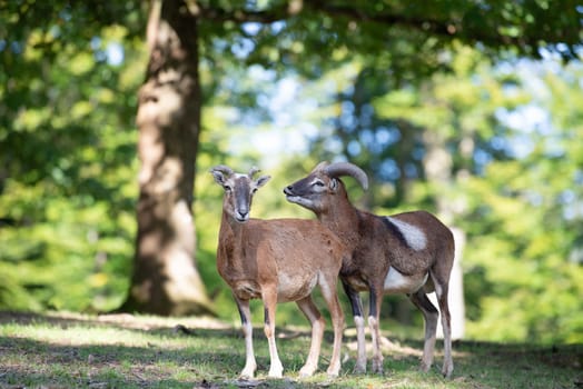 Mouflon with antlers in the forest, wildlife in the woodland, Ovis gmelini animal, wildlife habitat, wild goat
