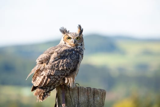 Great horned eagle owl, wildlife, raptor bird on a tree trunk, habitat, forest and meadow landscape