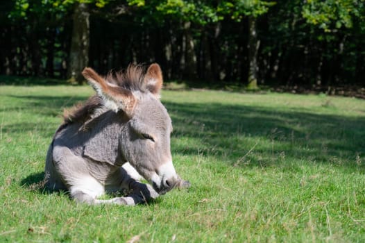 Donkey on a green meadow, forest with trees, foal animal on a farm, ass, domesticated equine