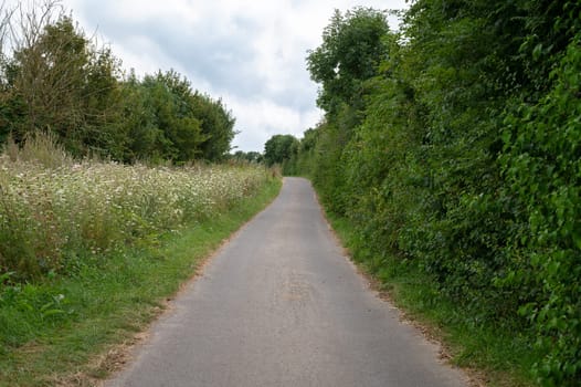 Road throug forest in summer, green trees and meadow, path through deciduous trees, landscape