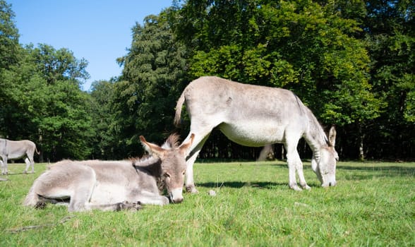 Donkey on a green meadow, forest with trees, foal with mother, animal on a farm, ass, domesticated equine
