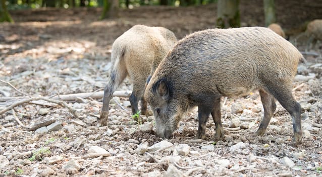 Wild boar in the forest, sus scrofa, swine or pig, wildlife in the woodland, animal in Europe