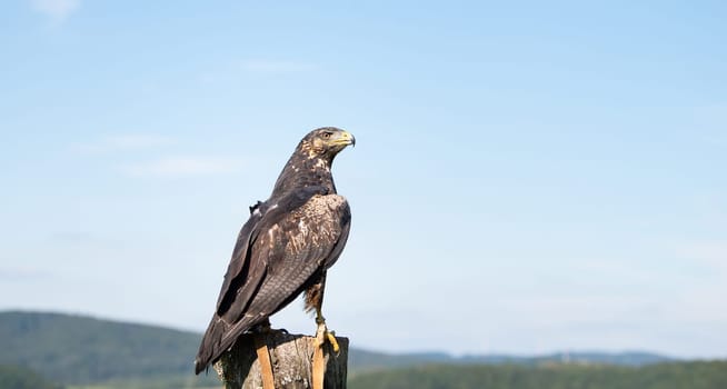 Black hawk, wildlife, raptor bird of prey on a tree trunk, habitat, forest and meadow landscape, Buteogallus anthracinus eagle