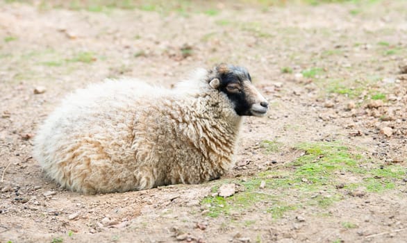 Sheep on a farm, livestock animal, stockbreeding, faming and agriculture