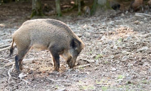 Wild boar in the forest, sus scrofa, swine or pig, wildlife in the woodland, animal in Europe