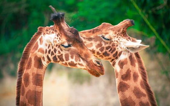 Gorgeous touching moment, photography of parents giraffe taking care of their little.