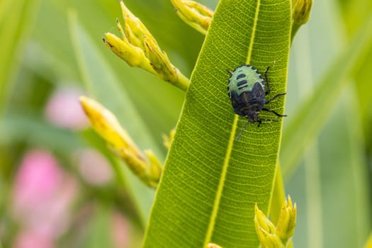 Green vegetable bug, Nezara viridula, in the garden