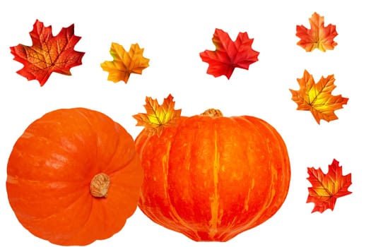 Pumpkins isolated. Two edible orange pumpkins with colourful autumn leaves isolated on a white background. Beginning of autumn and harvest. Healthy nutrition.