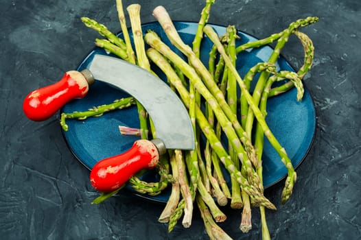Green raw and fresh asparagus on the kitchen table.