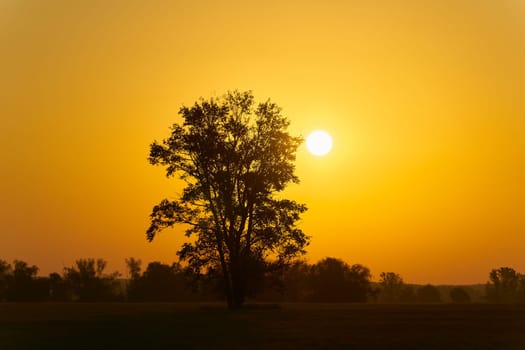 Landscape on the banks of the River Elbe near Magdeburg in Germany with trees and a bright sunrise in the early morning