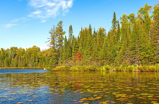 Colorful Lily Pads on a Northwoods Lake on Iron Lake in the Boundary Waters in Minnesota