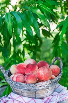 Fresh ripe peaches from tree into basket. Rich harvest of peaches. Homegrown, organic peaches
