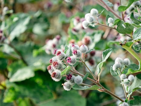 Arctium tomentosum or burdock in nature. Wild Burdock used in Herbal Medicine and for hair growth