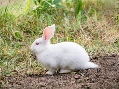 Cute white rabbit in grassland outdoors. The white rabbit, variant of domestic rabbits. White rabbits are friendly and social, making them popular pets