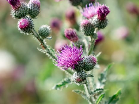 Carduus crispus, the curly plumeless thistle or welted thistle, is a biennial herb in the daisy family Asteraceae. It is native to Europe and Asia.