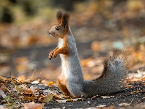 Full body shot of standing gray squirrel on fall ground. Sciurus vulgaris. An animal standing in park. Cute animal in autumn nature. Subsistence of wild animals in their natural environment