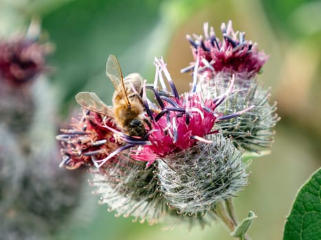 Bee on wild burdock. Wild honeybee collects nectar from flower of prickly burdock or Arctium tomentosum. Apitherapy, environment, ecosystem and agriculture concept