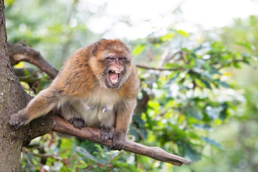 Barbary macaque ape, angry rhesus monkey on a tree wildlife of North Africa, habitat rainforest jungle