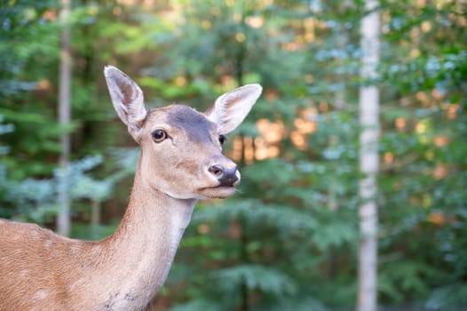 White tailed deer fawn in autumn forest, wildlife in the woodland