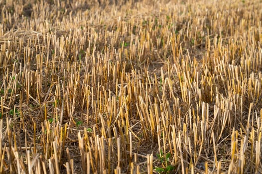 Straw on the harvested field, cultivated barley, harvest in the summer, agriculture for food, farmland on the countryside