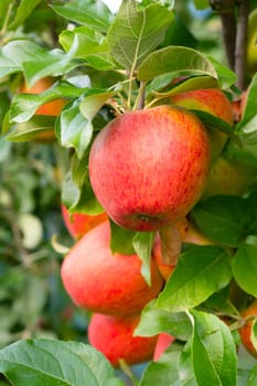 Ripe red apples growing on the tree, healthy fruits on platation, harvest in summer or autumn, agriculture farm, garden
