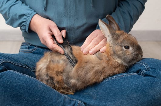 Domestic rabbit pathological hair loss, comb fur of pet animal, coat change, parasites, worms, infections with bacteria, viruses or fungi, allergies, hormonal imbalance, loneliness or stress