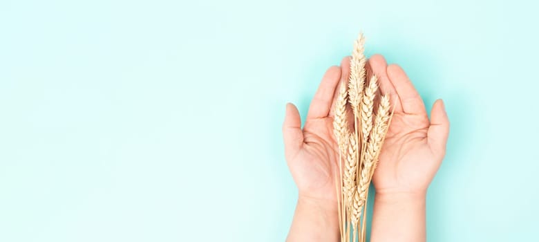 Holding wheat ears, gluten intolerance, celiac disease or grain allergy, harvest in summer, agriculture for food, farm