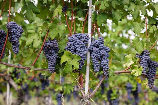 Beautiful bunch of black nebbiolo grapes with green leaves in the vineyards of Barolo, Piemonte, Langhe wine district and Unesco heritage, Italy