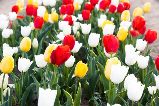 Blooming tulips field in Holland, springtime - beautiful multicolored background, sunlight